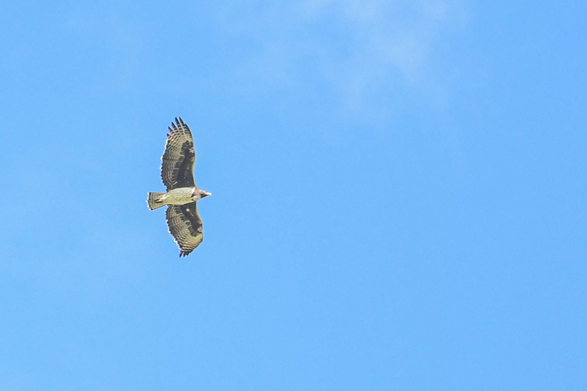 Martial Eagle - Raphaël Nussbaumer