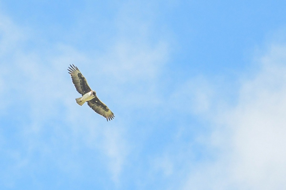 Martial Eagle - Raphaël Nussbaumer