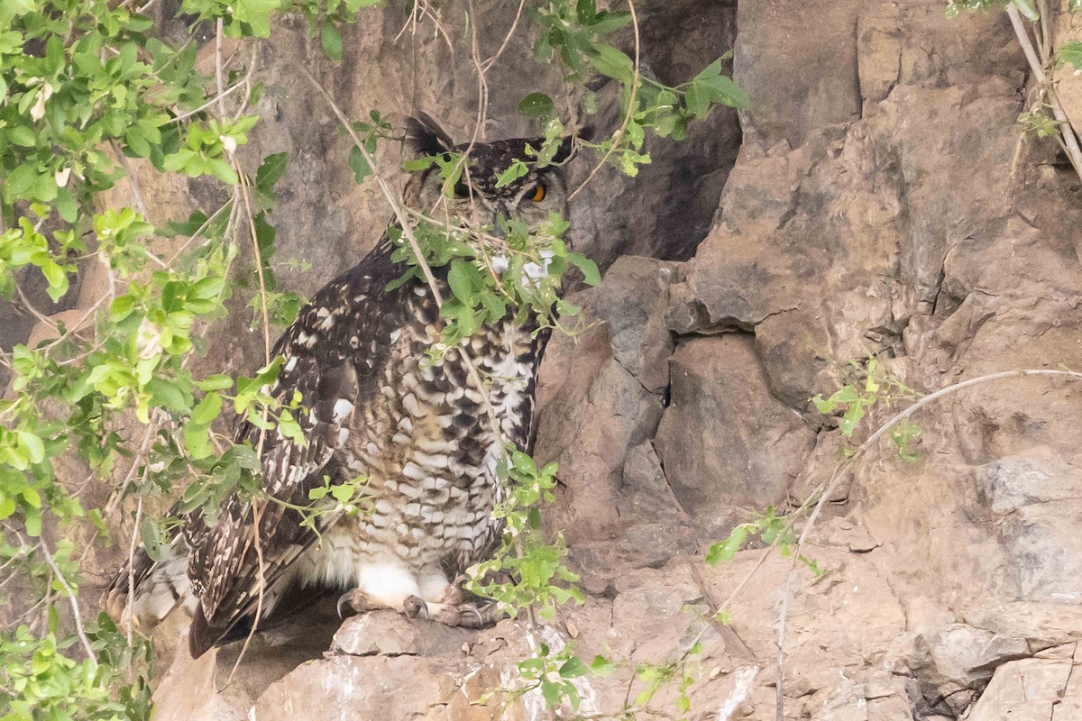 Cape Eagle-Owl - ML617038048