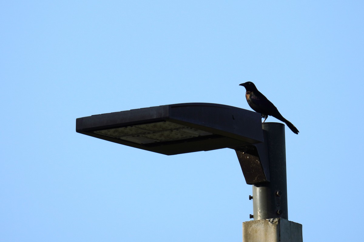 Common Grackle (Florida/Purple) - Ethan K