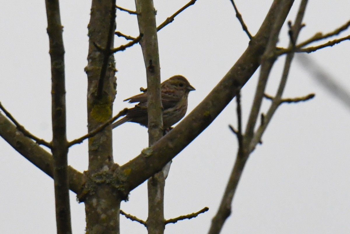 Cirl Bunting - ML617038060