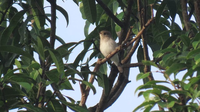 Asian Brown Flycatcher - ML617038088