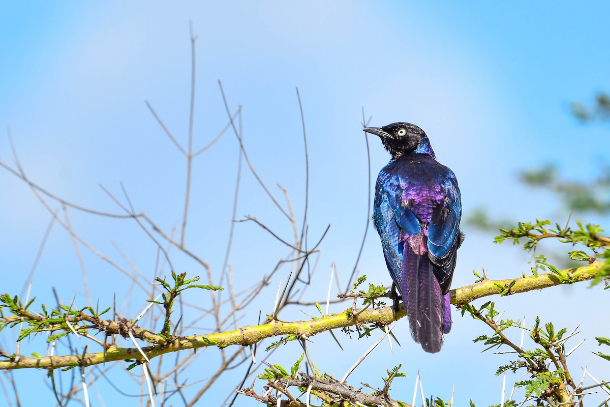 Rüppell's Starling - ML617038103