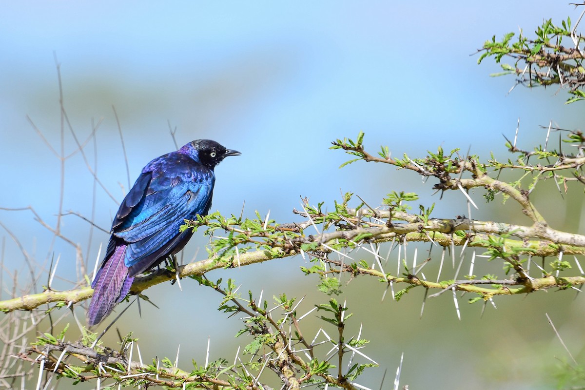 Rüppell's Starling - ML617038105