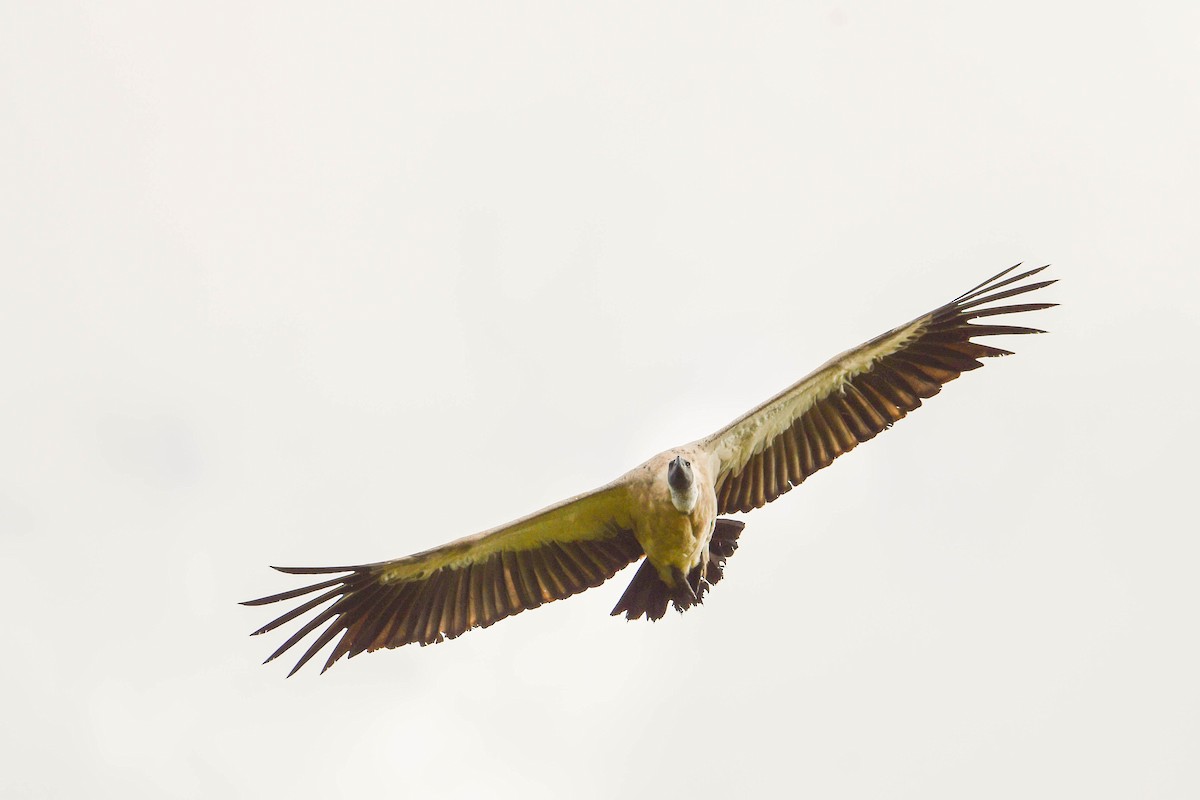 White-backed Vulture - ML617038116