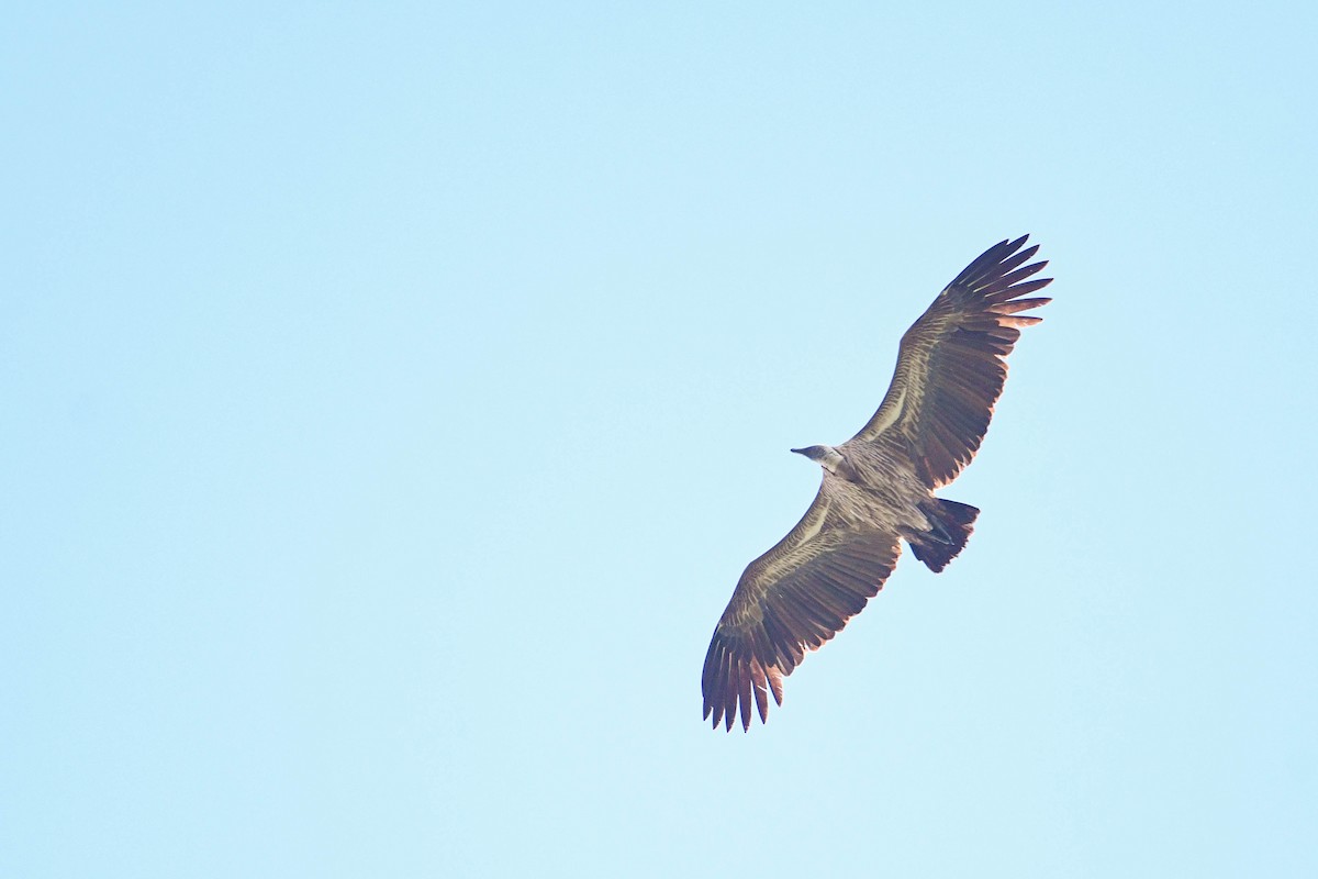 White-backed Vulture - ML617038122