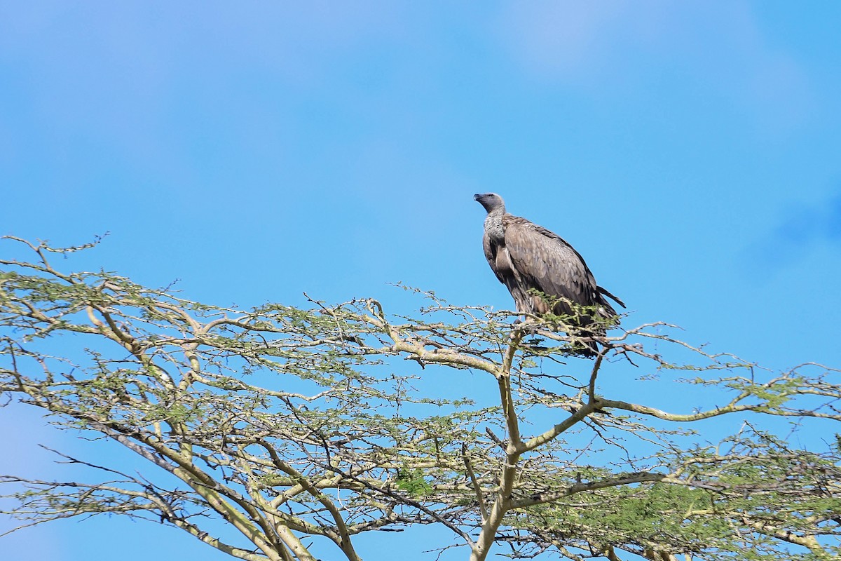 White-backed Vulture - ML617038124