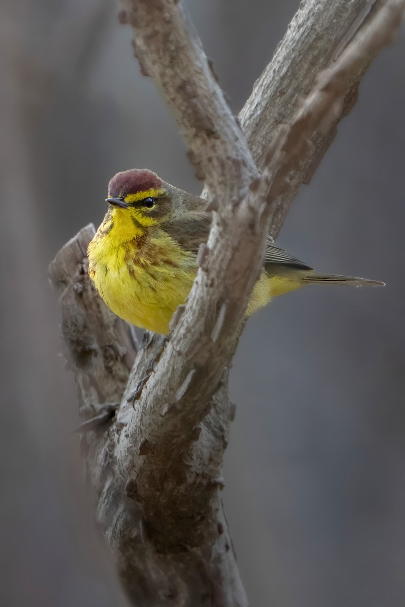 Palm Warbler - Ashley Pichon