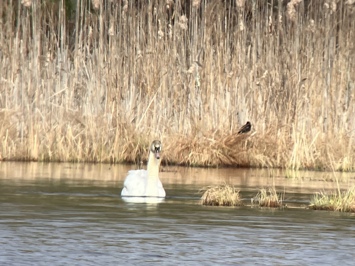 Höckerschwan - ML617038150