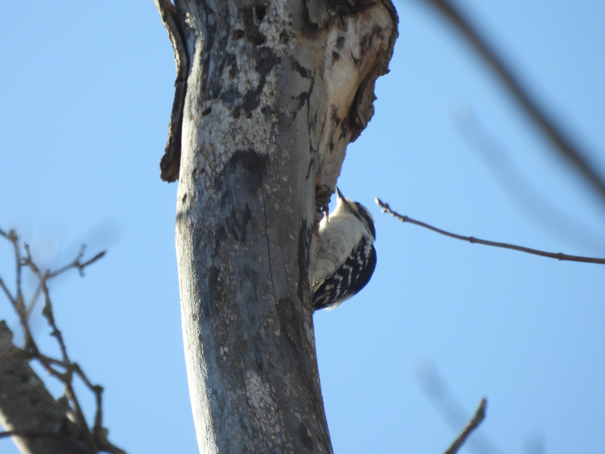 Downy Woodpecker - ML617038200