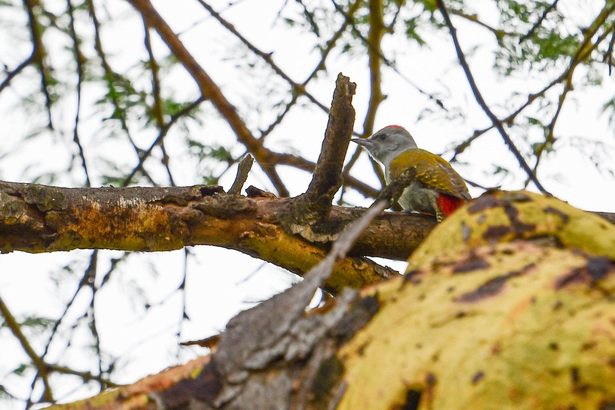 Mountain Gray Woodpecker - Raphaël Nussbaumer