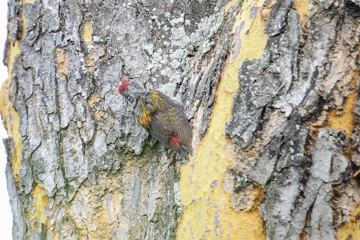 Mountain Gray Woodpecker - ML617038216