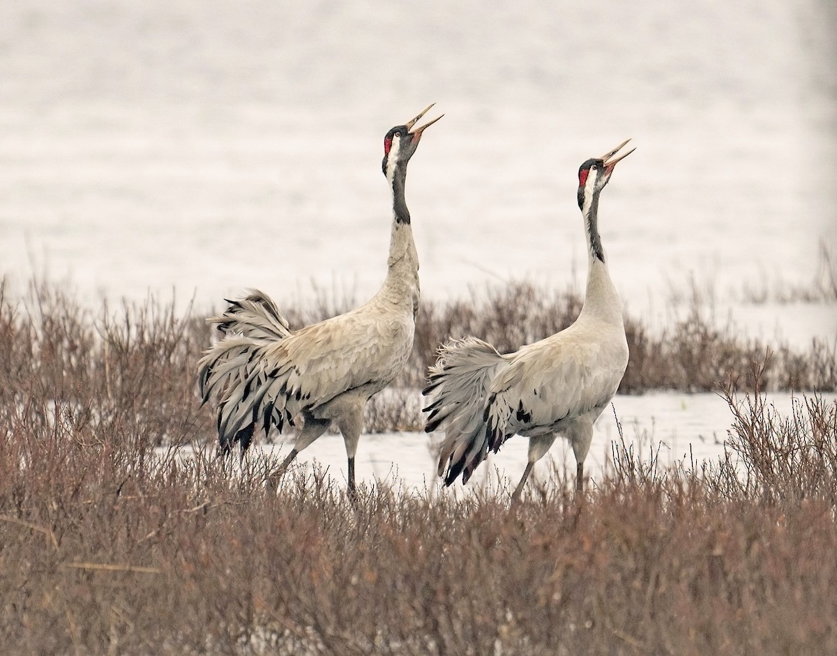 Common Crane - ML617038246