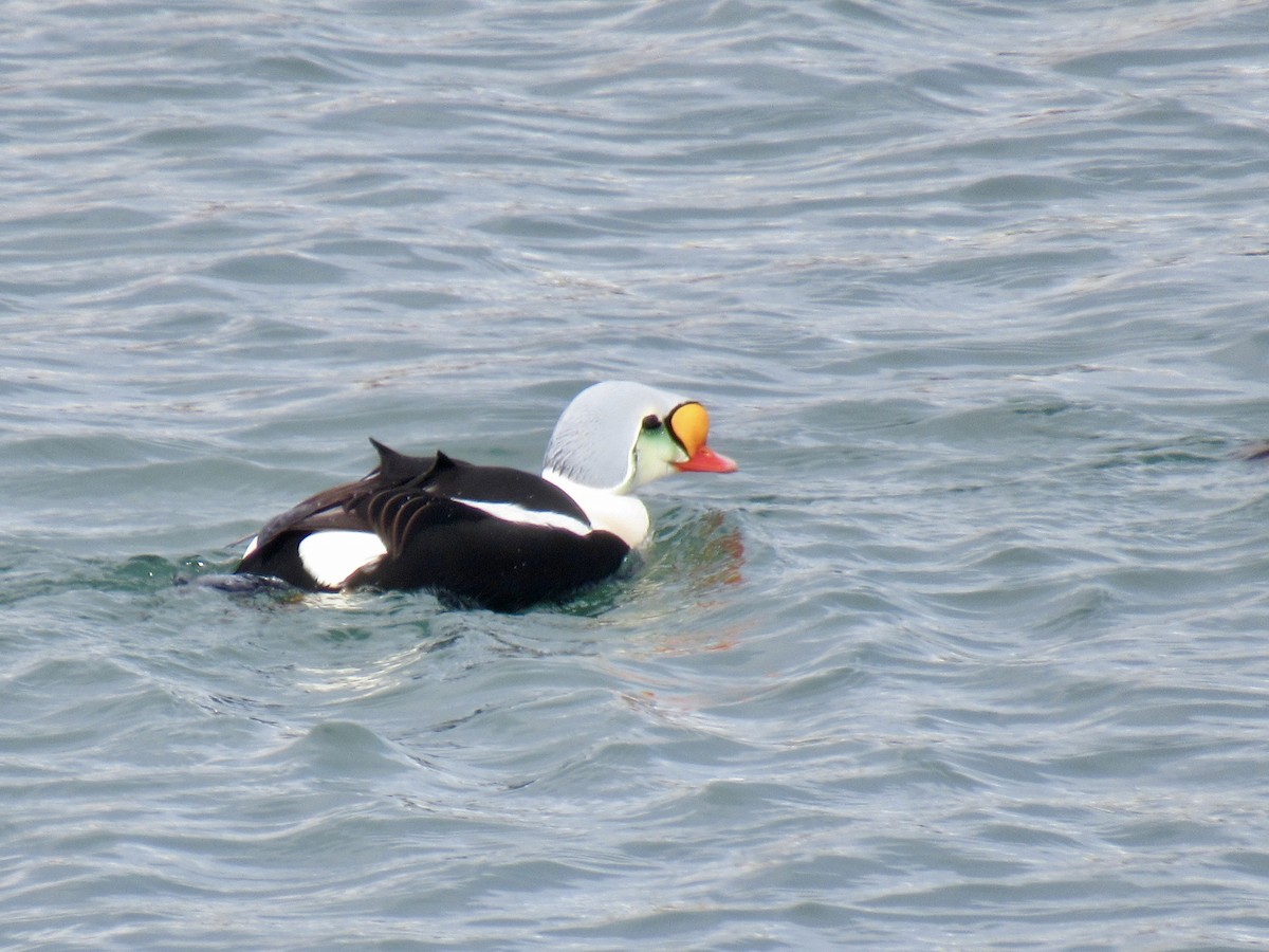 King Eider - ML617038250