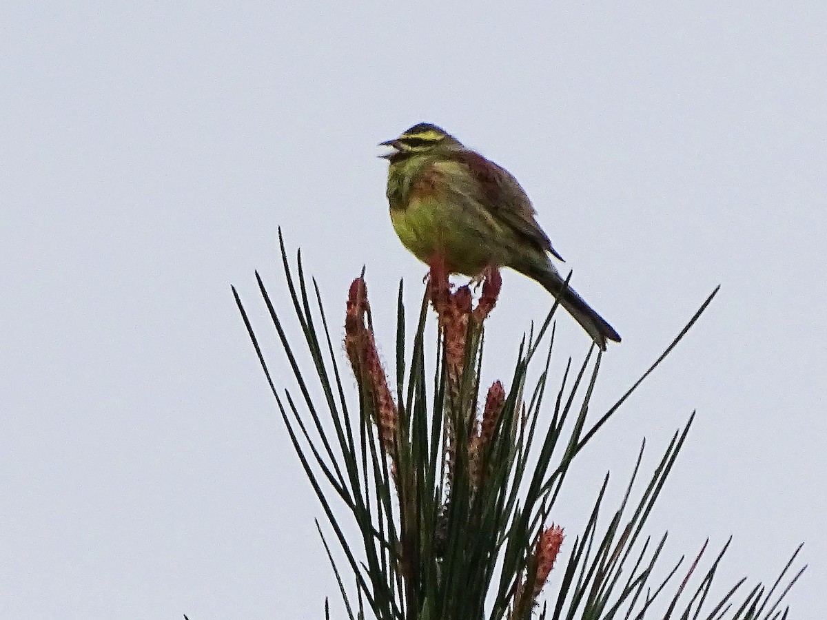 Cirl Bunting - ML617038255