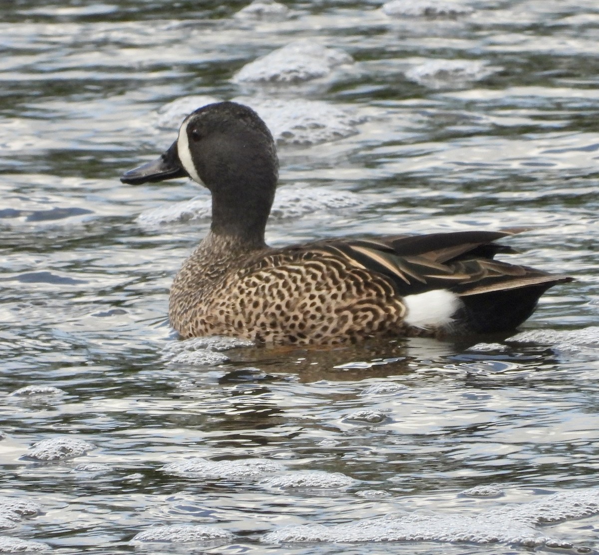 Blue-winged Teal - ML617038258