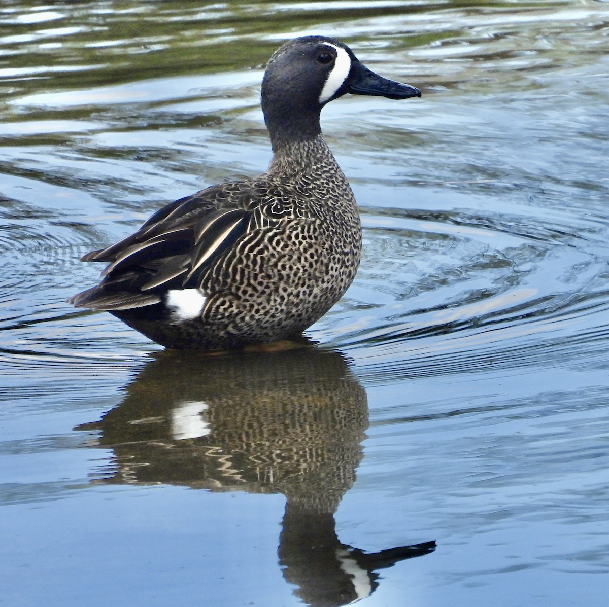 Blue-winged Teal - ML617038259