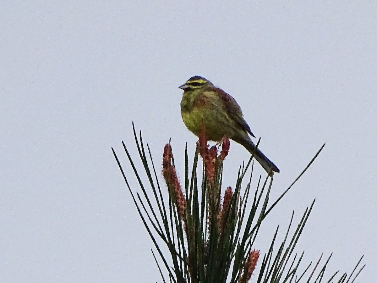 Cirl Bunting - José  Velasco