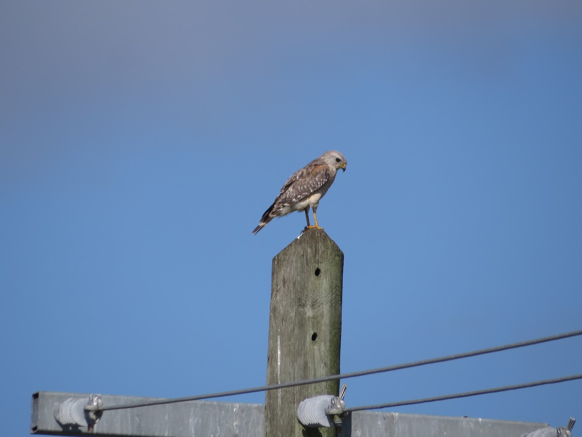 Red-shouldered Hawk - ML617038268