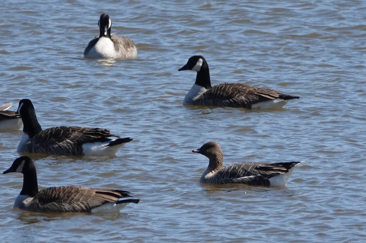 Pink-footed Goose - Patricia Sowinski