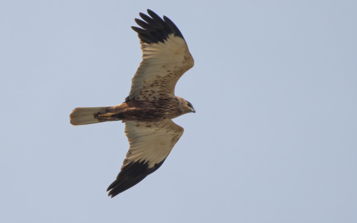 Western Marsh Harrier - ML617038275