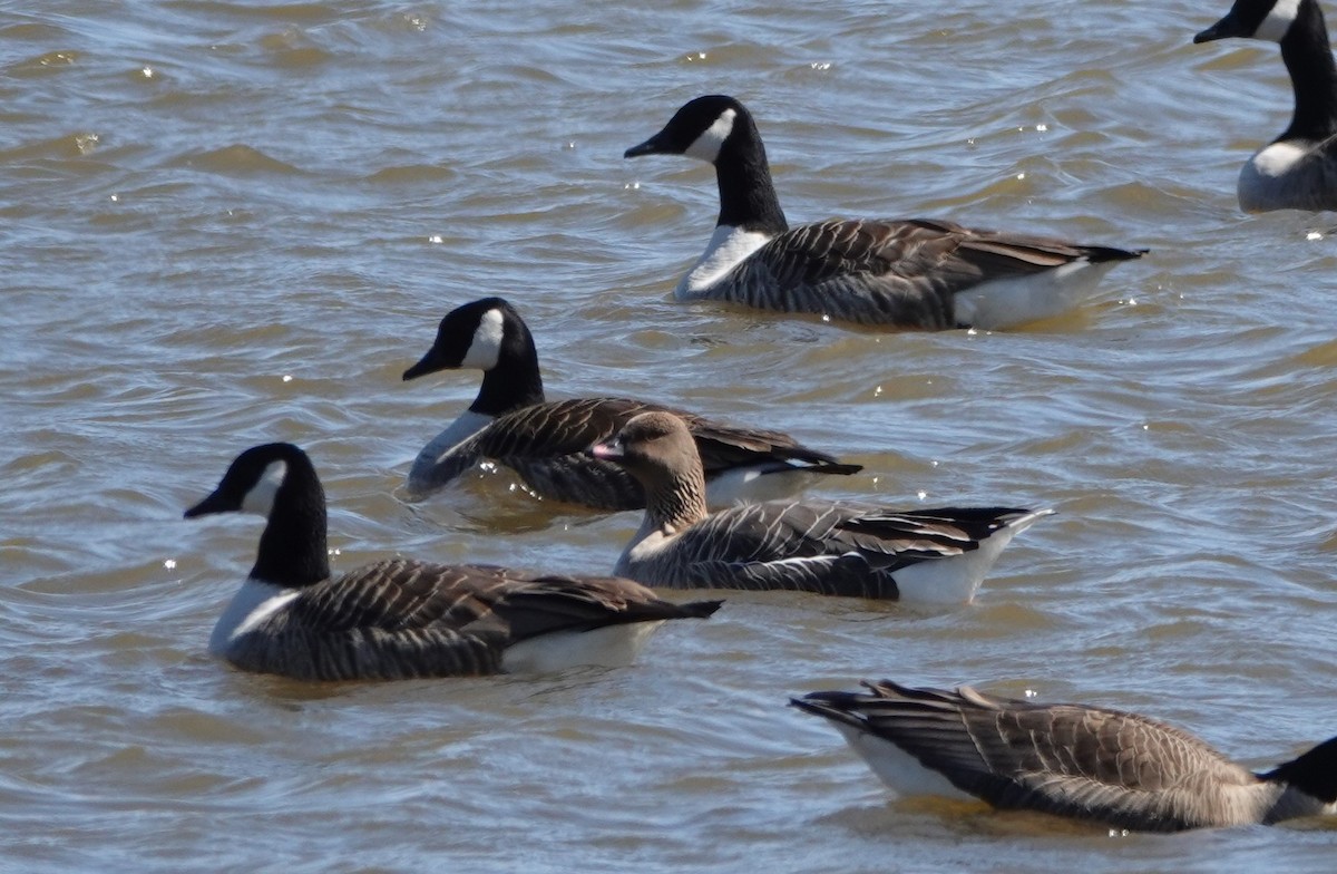 Pink-footed Goose - Patricia Sowinski