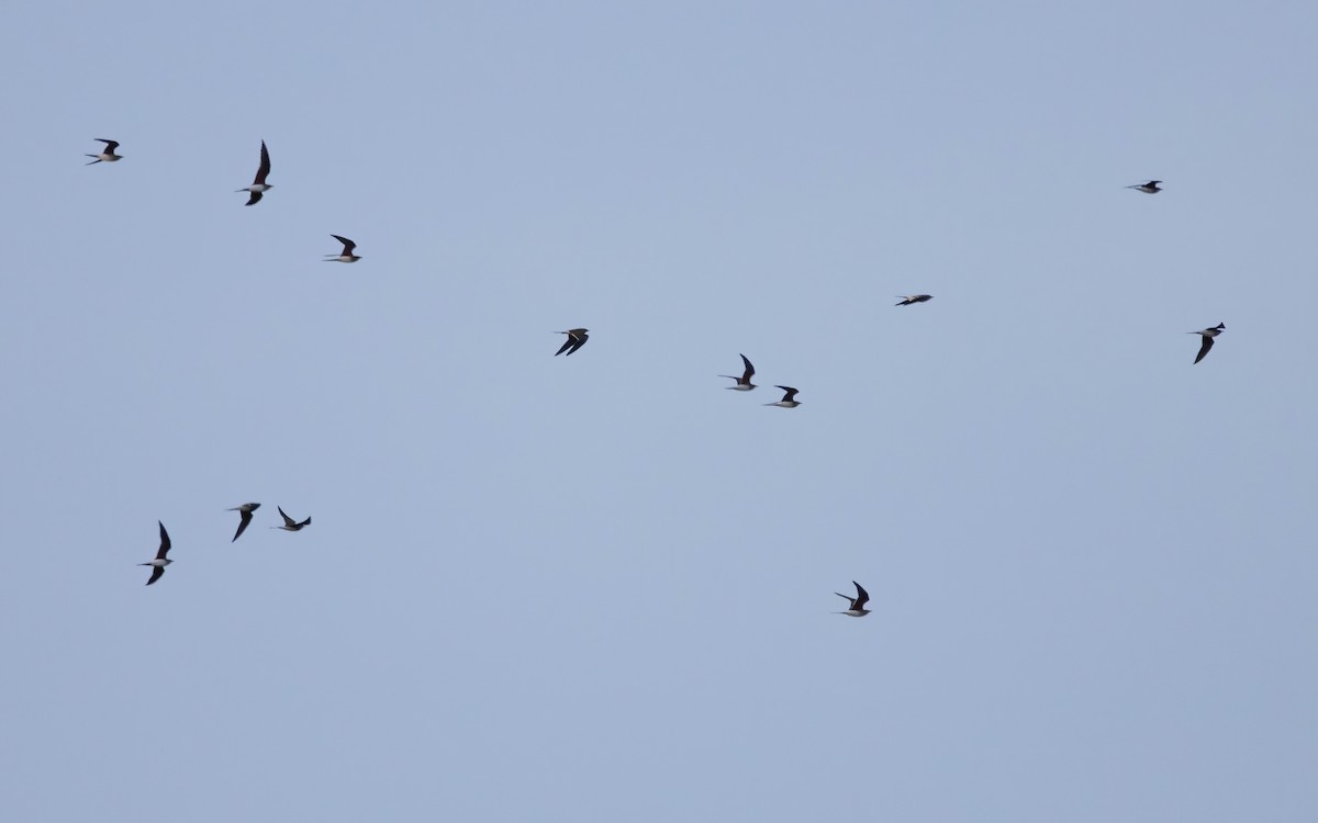 Collared Pratincole - ML617038416