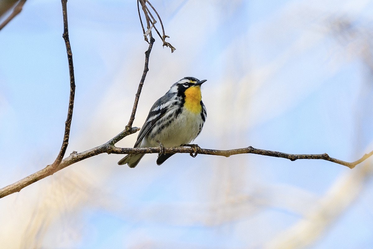 Paruline à gorge jaune - ML617038431