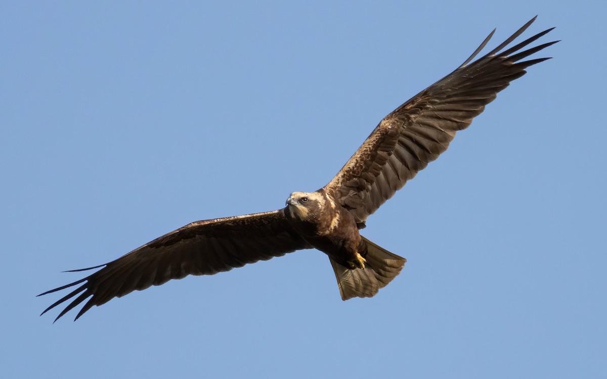 Western Marsh Harrier - Andrés  Rojas Sánchez