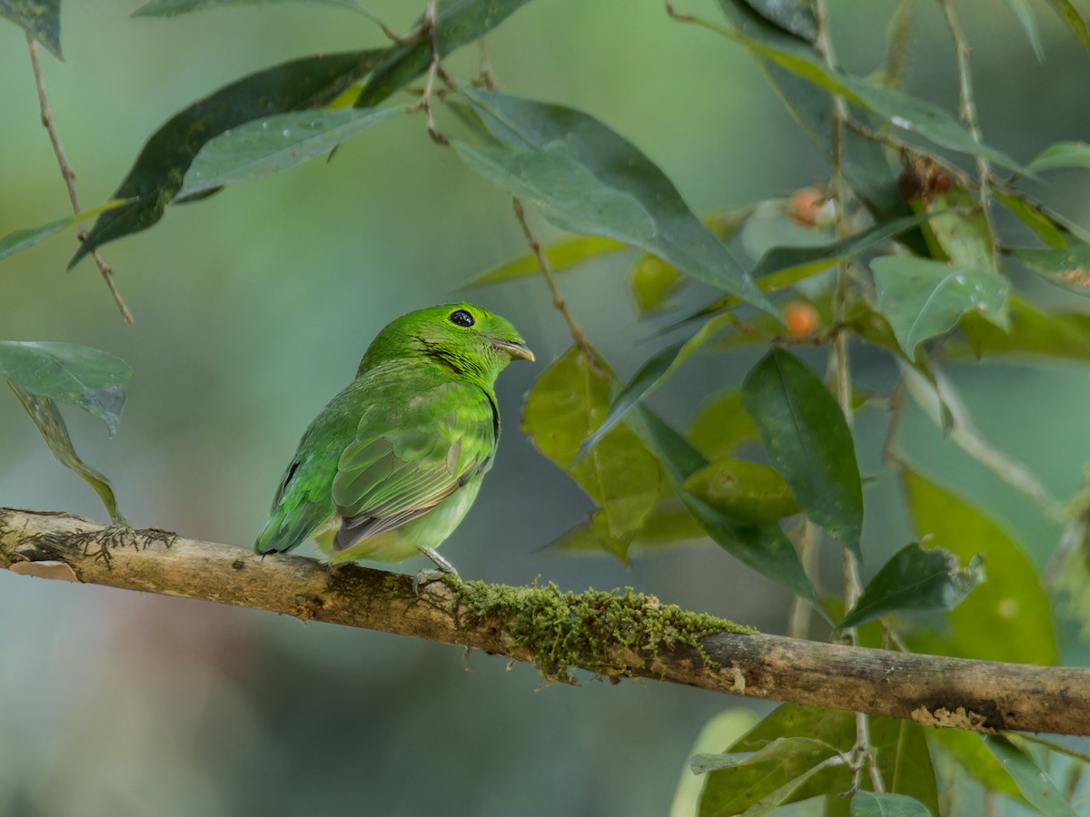 Green Broadbill - Wich’yanan Limparungpatthanakij