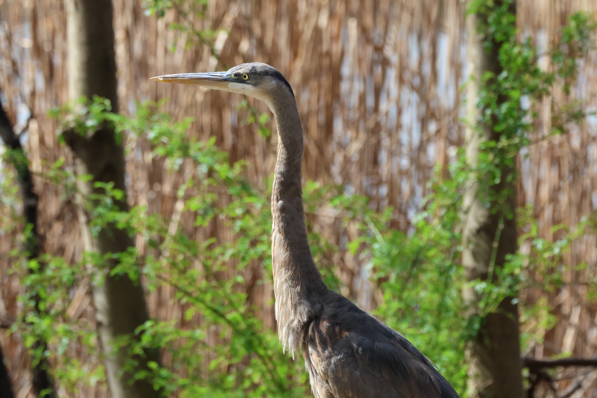 Great Blue Heron - ML617038520