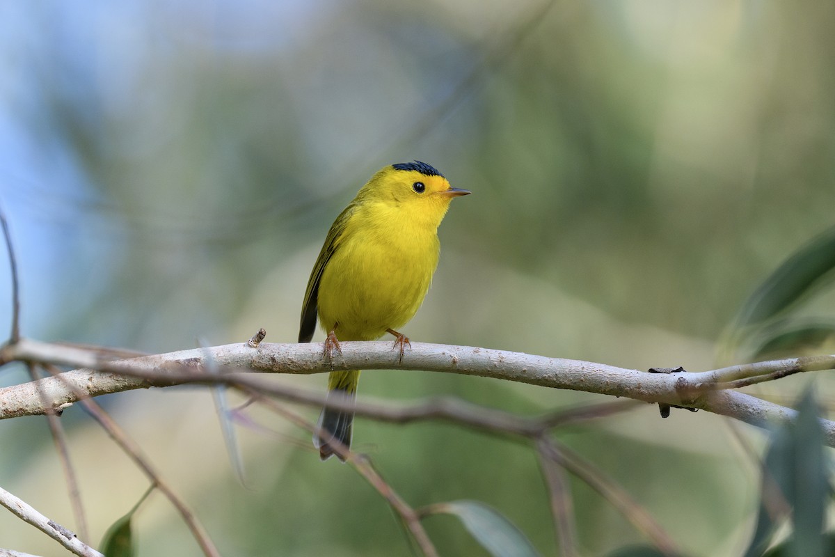 Wilson's Warbler - Michael Fuhrer