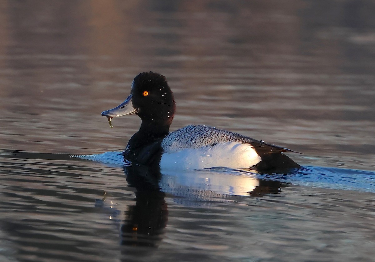 Lesser Scaup - John Carlini