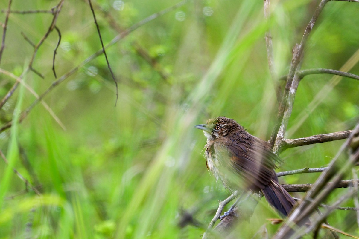 Moustached Grass-Warbler - Raphaël Nussbaumer