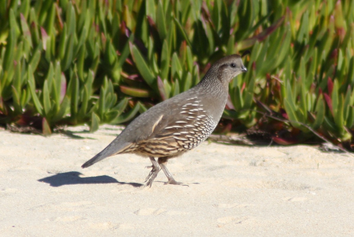 California Quail - ML617038566