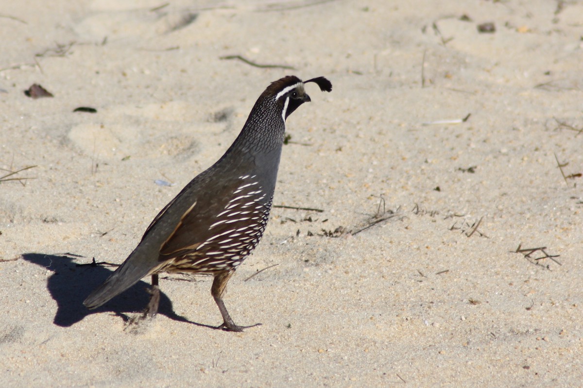 California Quail - ML617038567