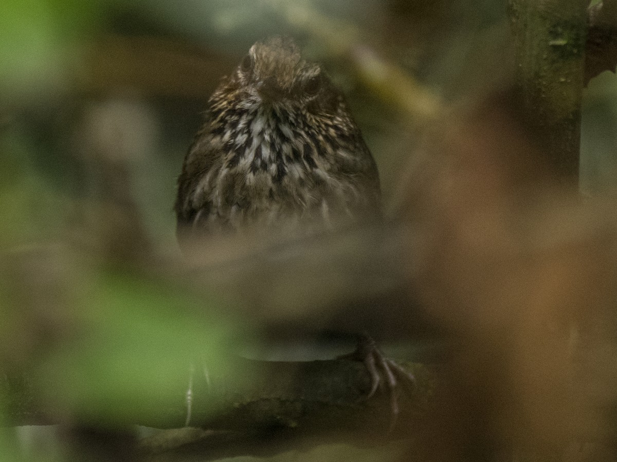 Eyebrowed Wren-Babbler - ML617038585