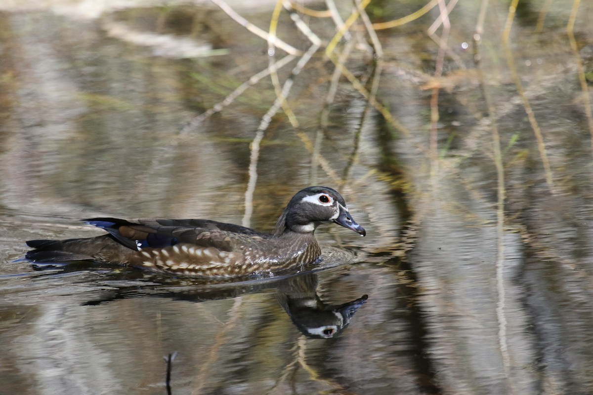 Wood Duck - Riley Daniels