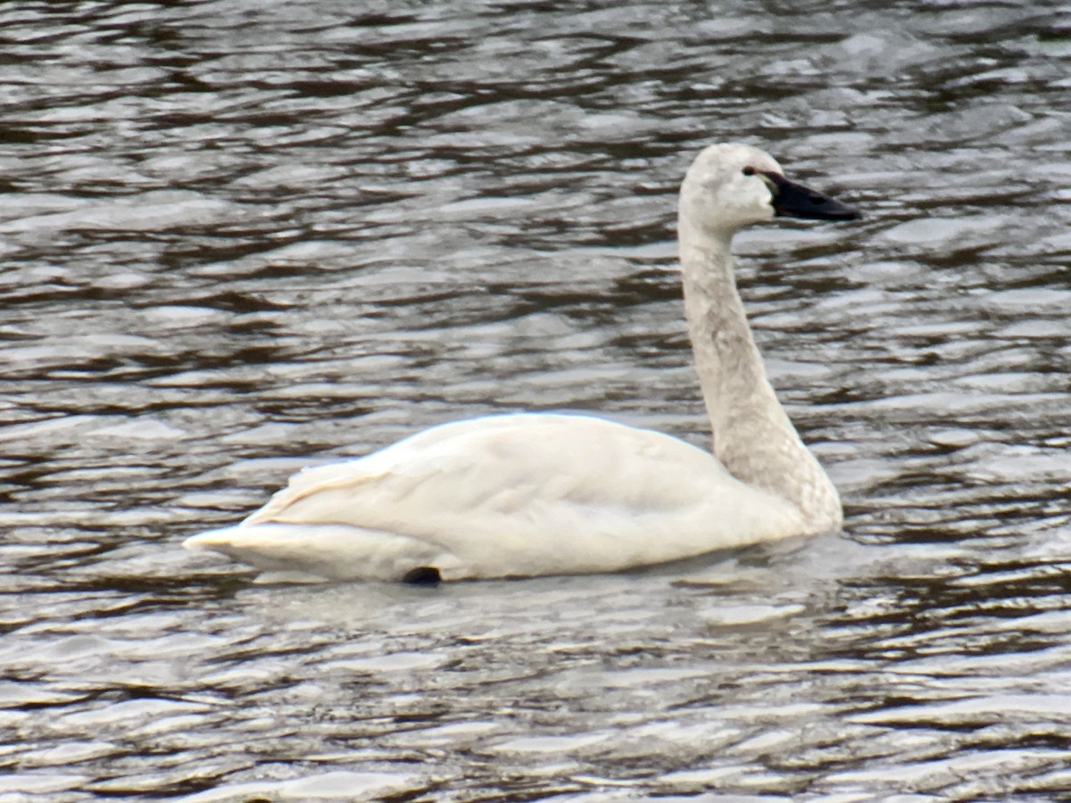 Tundra Swan (Whistling) - Matthew Cvetas