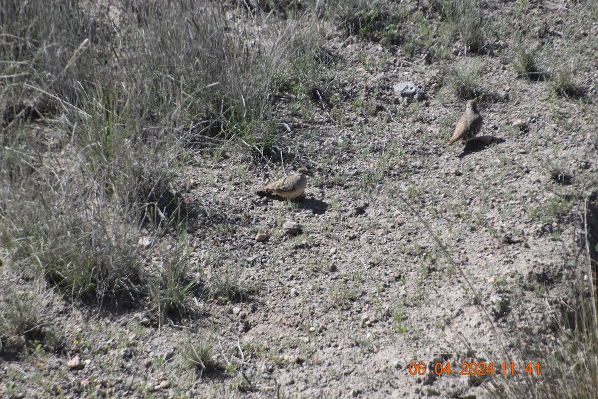 Bare-faced Ground Dove - ML617038659