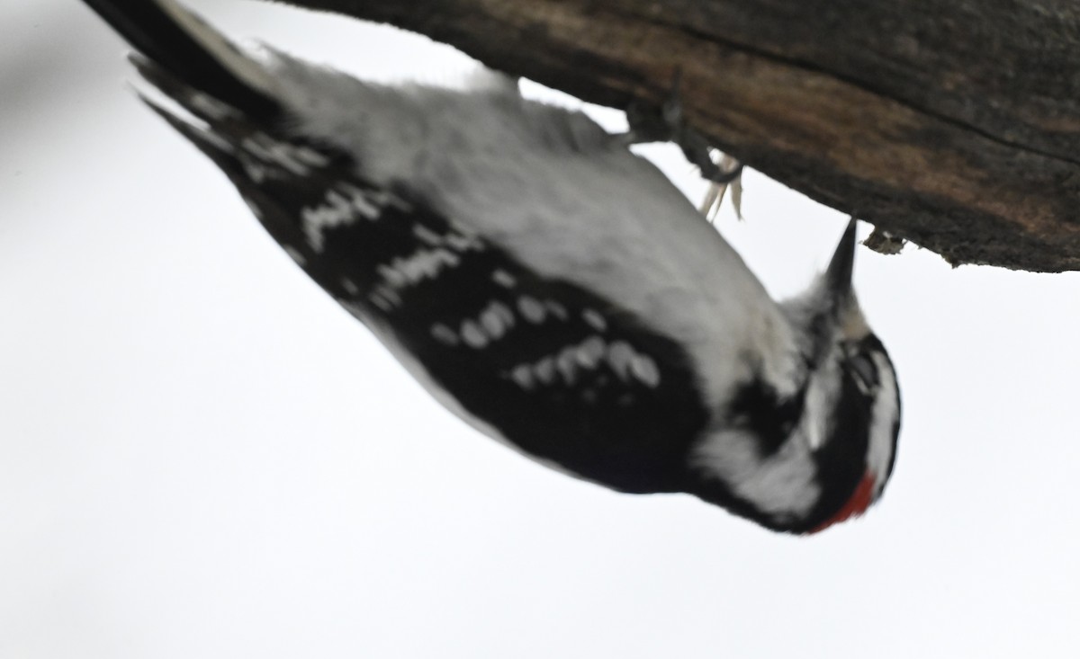 Downy Woodpecker - ML617038665