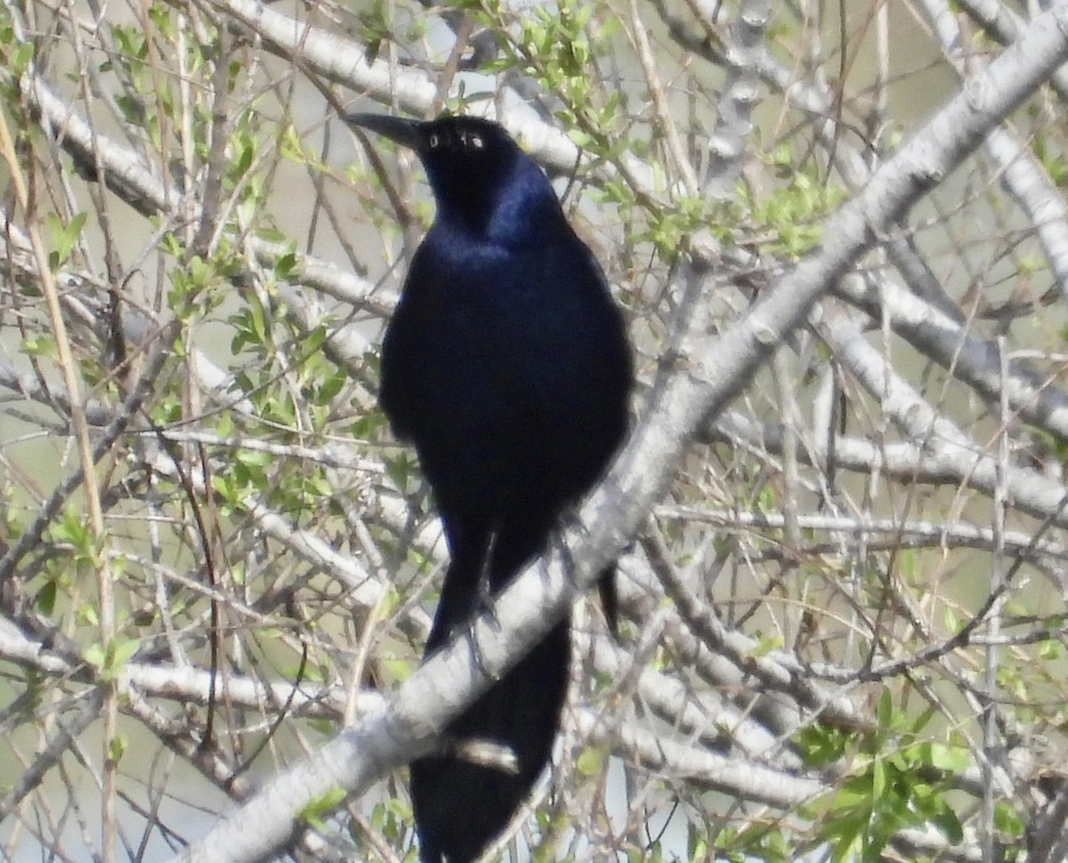 Great-tailed Grackle - Cathie Canepa