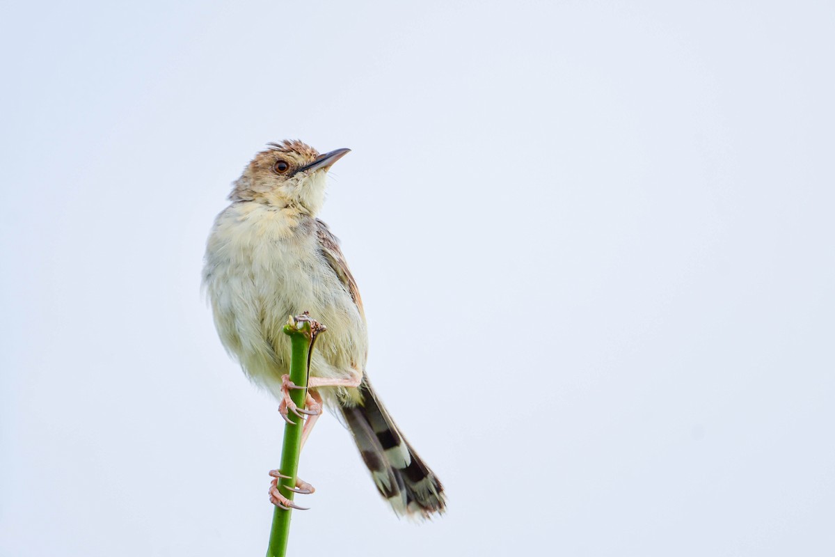 Winding Cisticola - Raphaël Nussbaumer