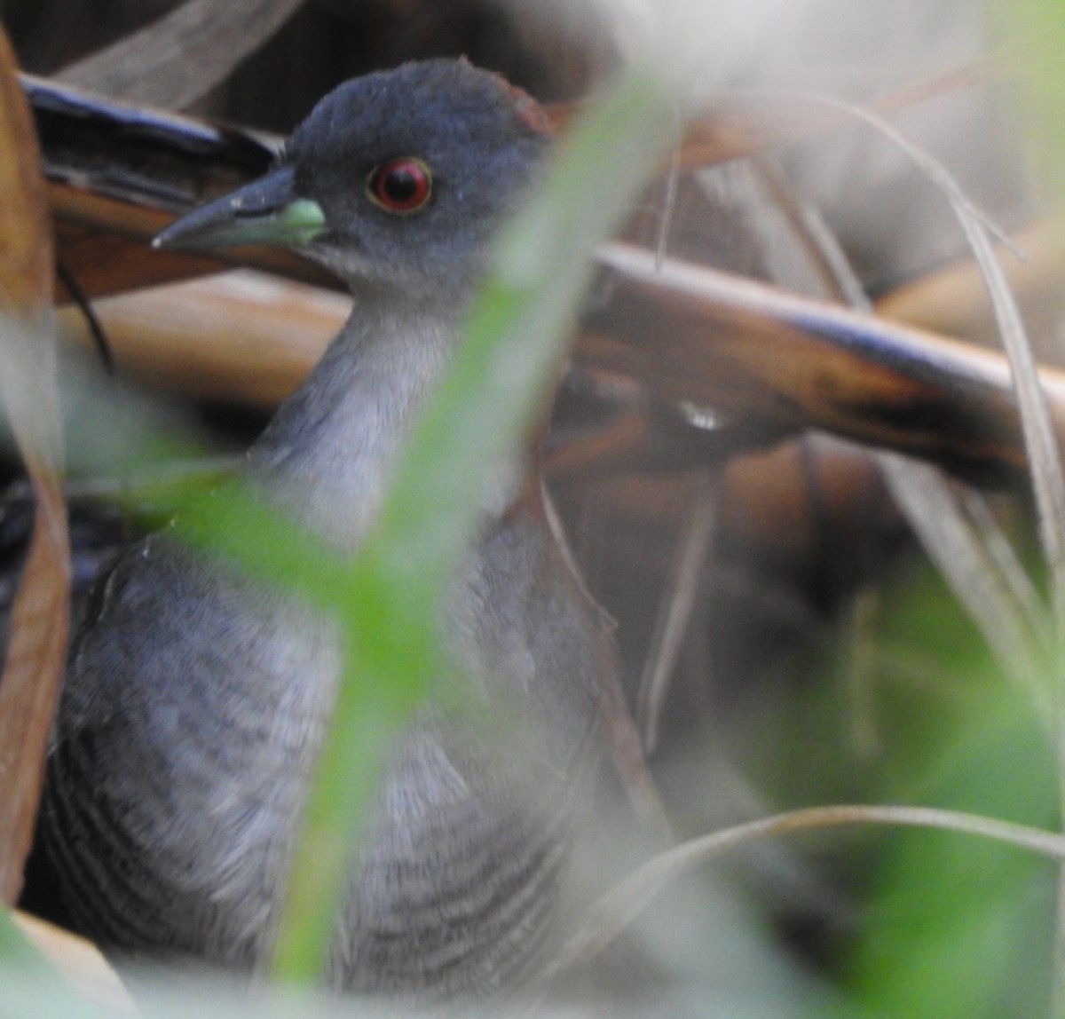 Gray-breasted Crake - ML617038694