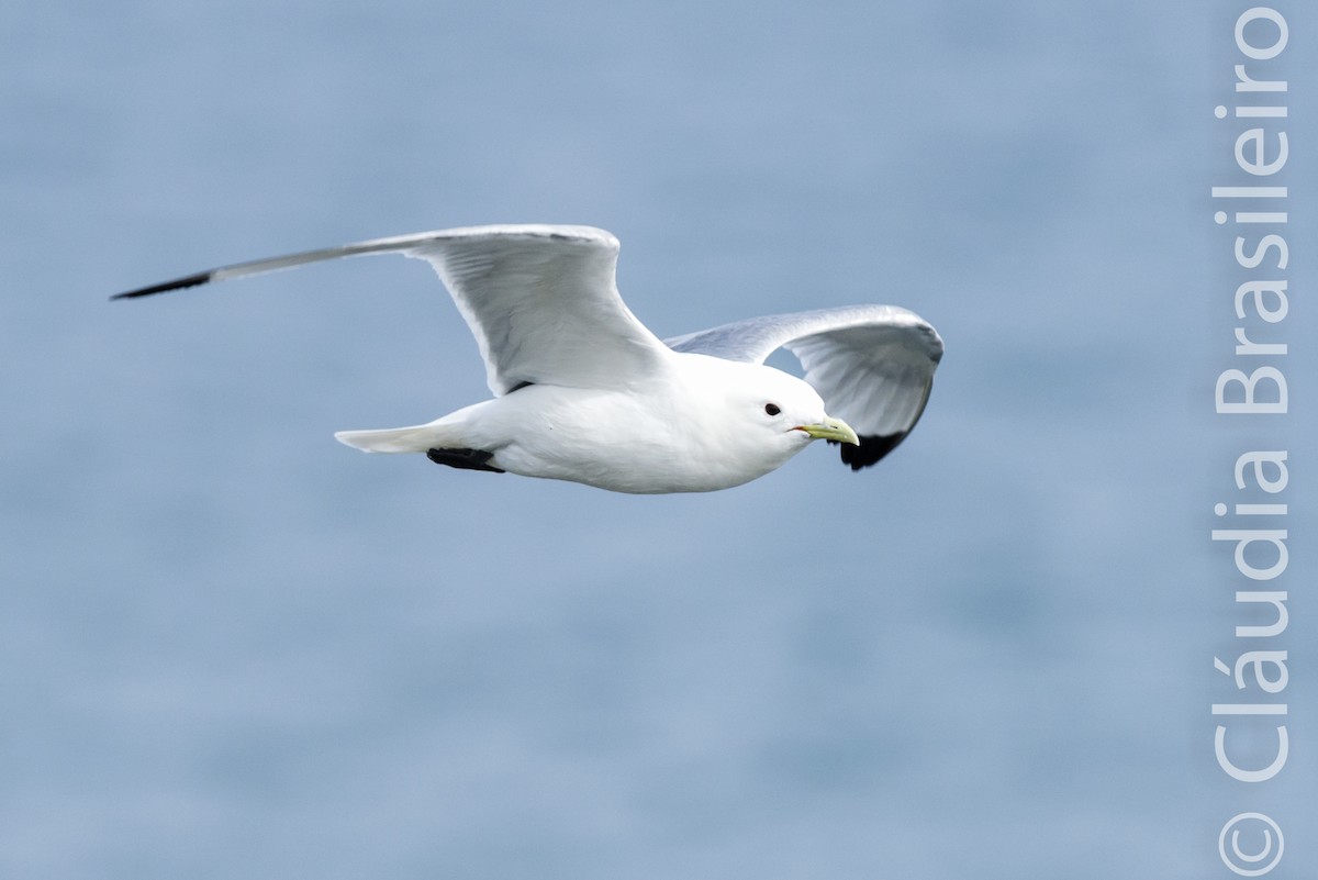 Mouette tridactyle - ML61703871