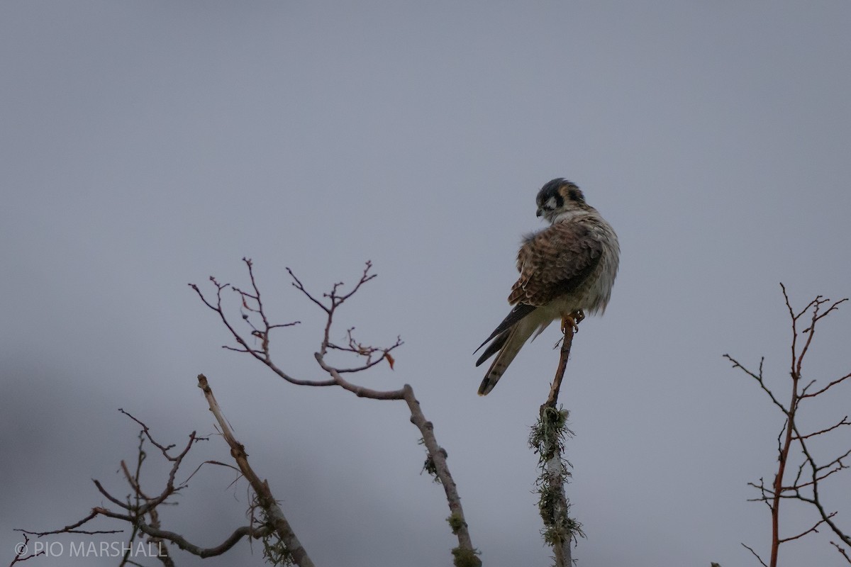 American Kestrel - ML617038824