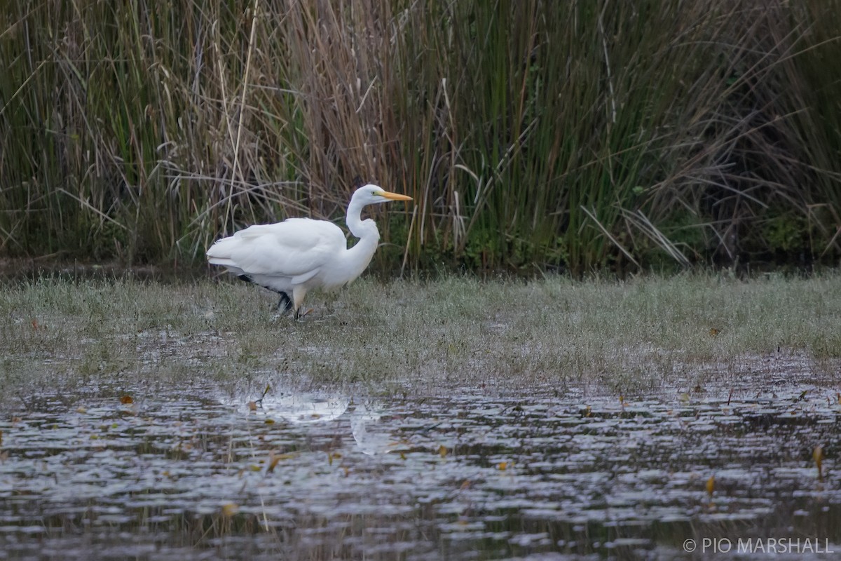 Great Egret - ML617038833