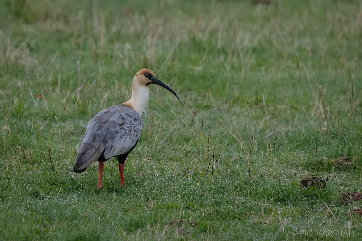 Black-faced Ibis - ML617038853