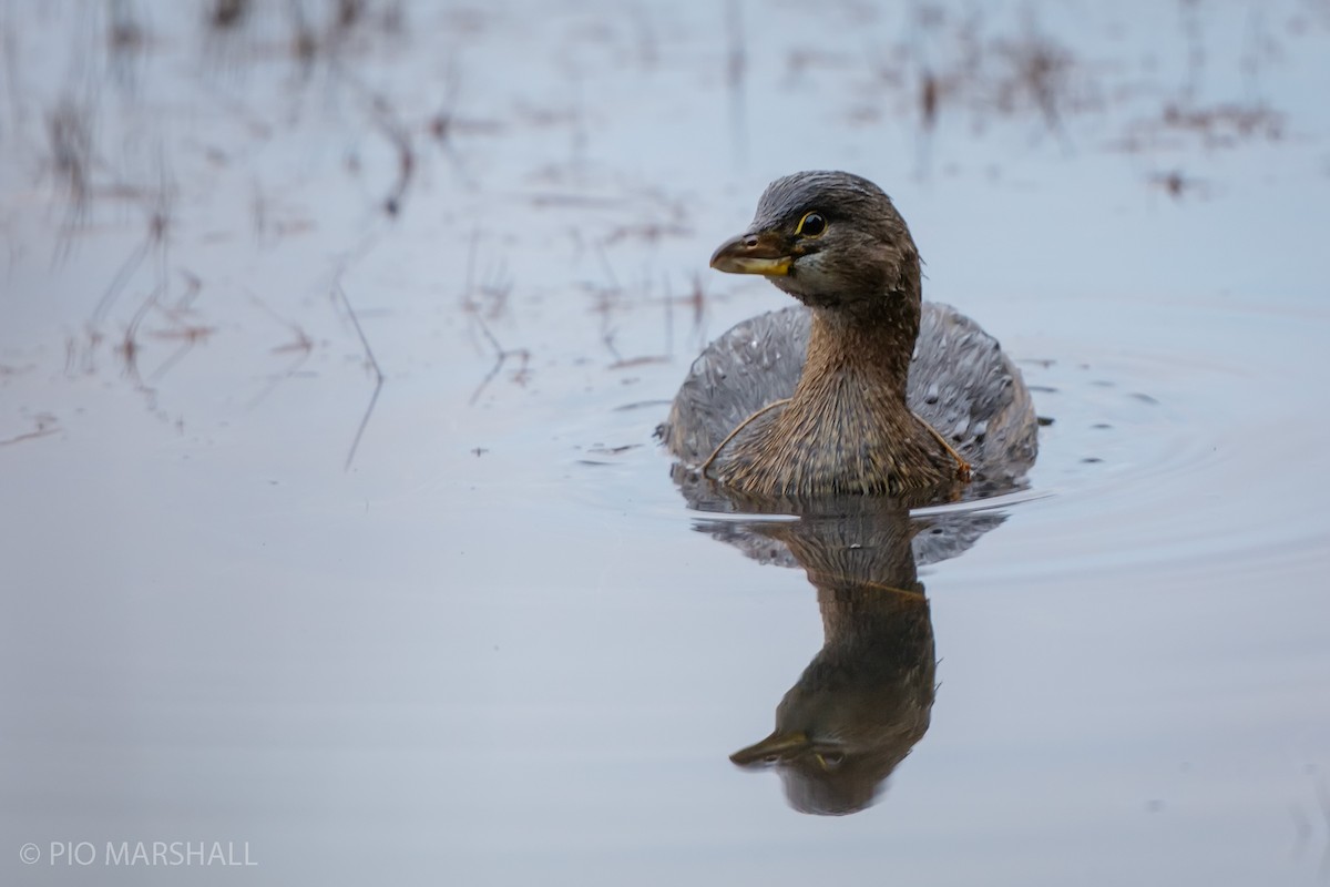 Pied-billed Grebe - ML617038857