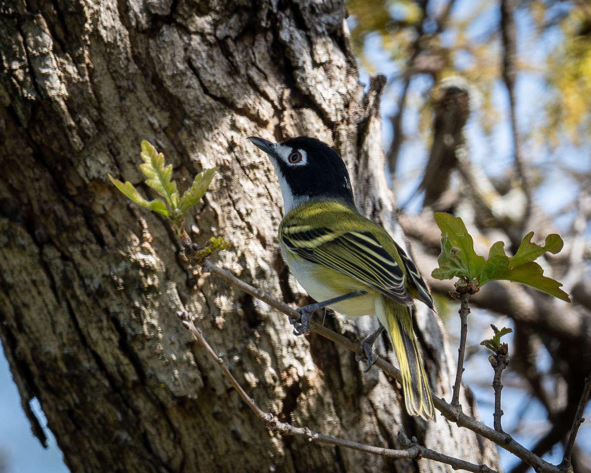 Black-capped Vireo - Kirk Miller